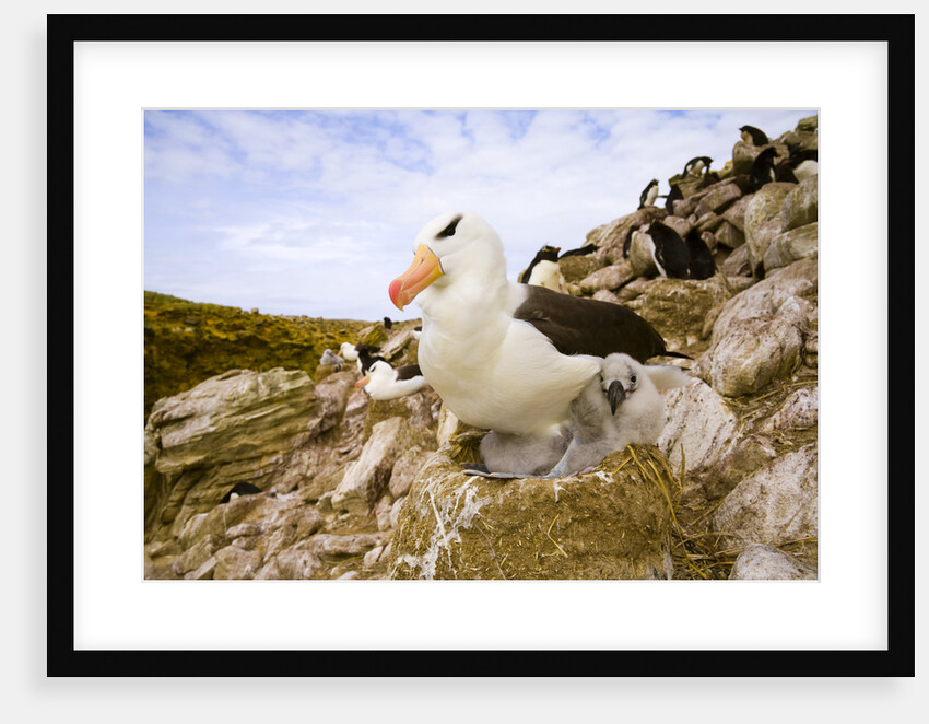 Black-browed Albatross with Chick on Nest by Anonymous