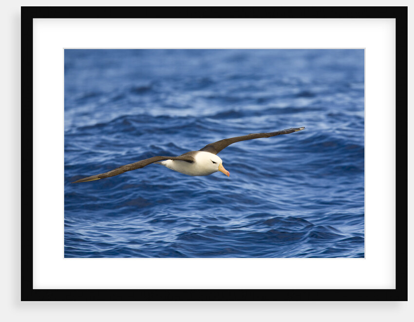 Black-browed Albatross Flying above Sea by Anonymous