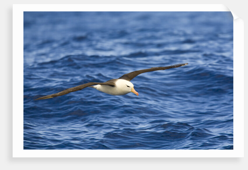 Black-browed Albatross Flying above Sea by Anonymous