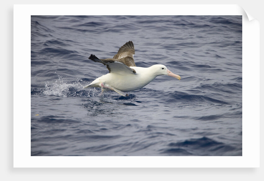 Wandering Albatross Running to Take Off by Anonymous