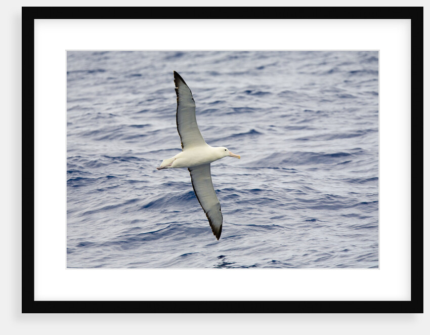 Wandering Albatross Flying above Sea by Anonymous