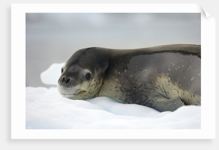 Leopard Seal Resting on Ice Floe by Anonymous
