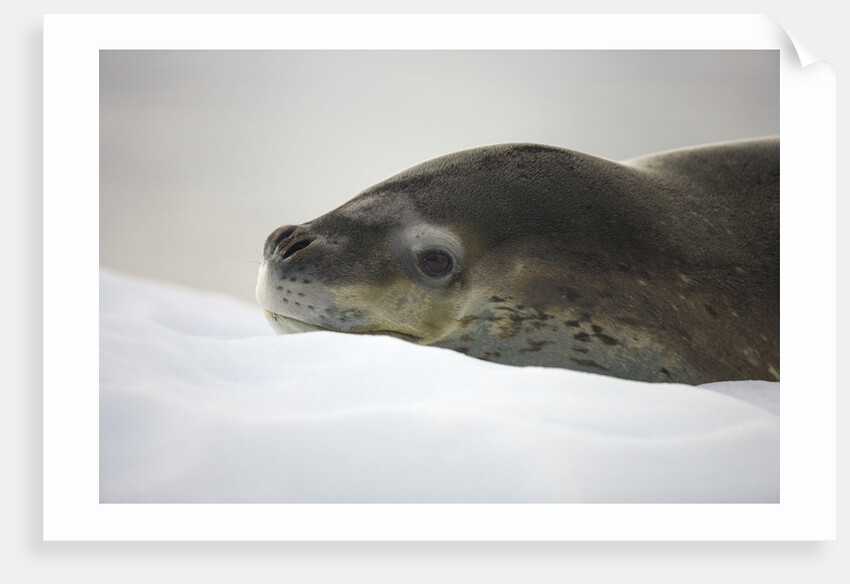 Leopard Seal Resting on Ice by Anonymous