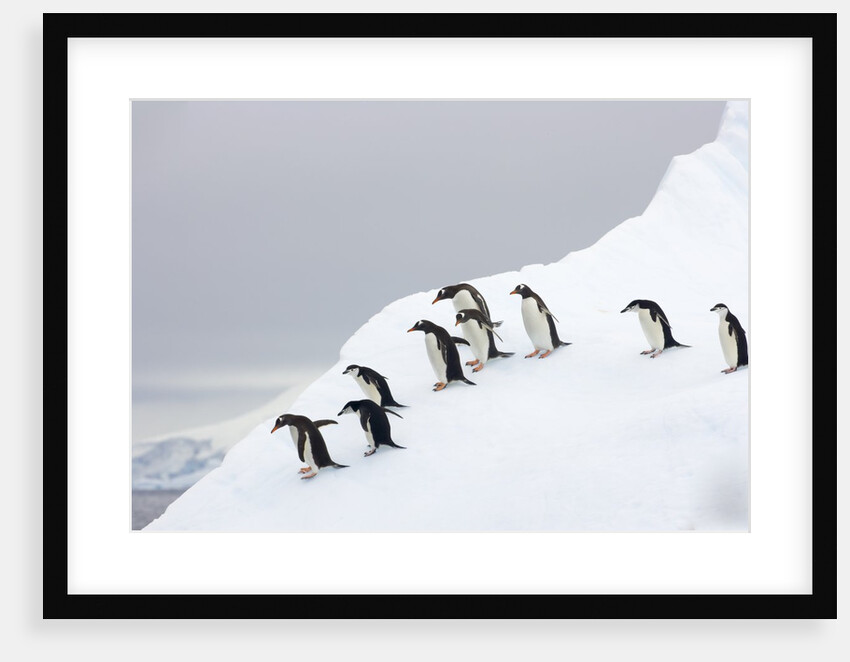 Penguins Walking to Edge of Iceberg by Anonymous