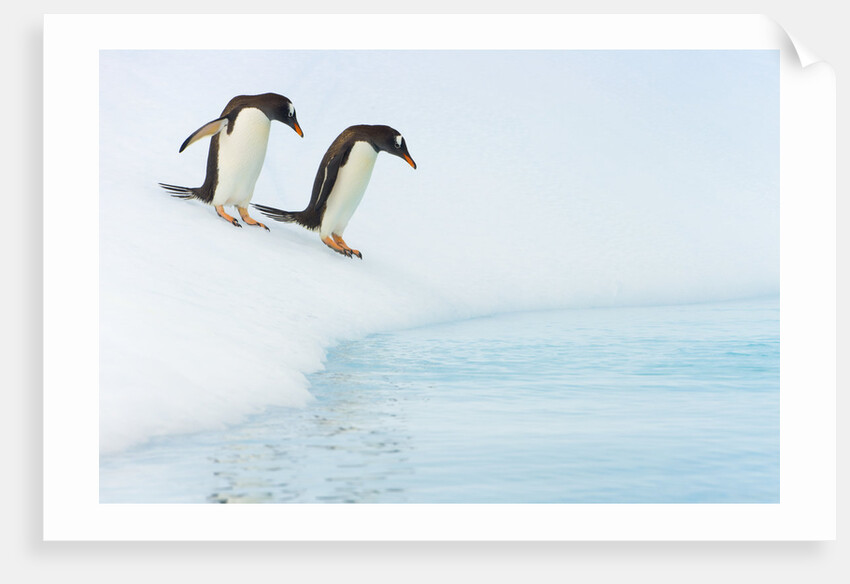 Gentoo Penguins Preparing to Jump in Water by Anonymous