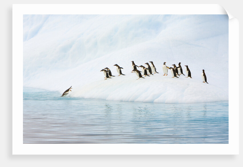 Gentoo Penguins Leaving Iceberg by Anonymous