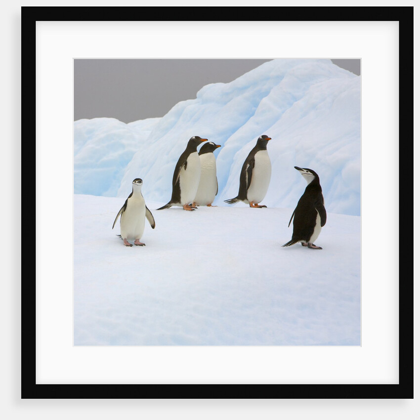 Penguins Standing on Iceberg by Anonymous