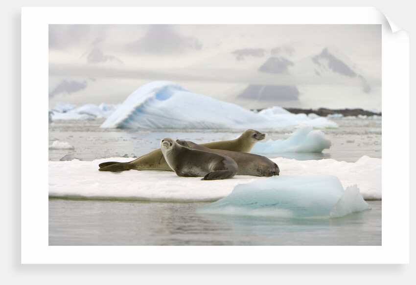Crabeater Seals Resting on Ice Floe by Anonymous