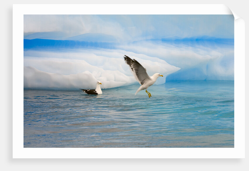 Dominican Seagulls by Iceberg by Anonymous