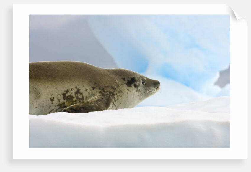 Crabeater Seal Resting on Ice by Anonymous