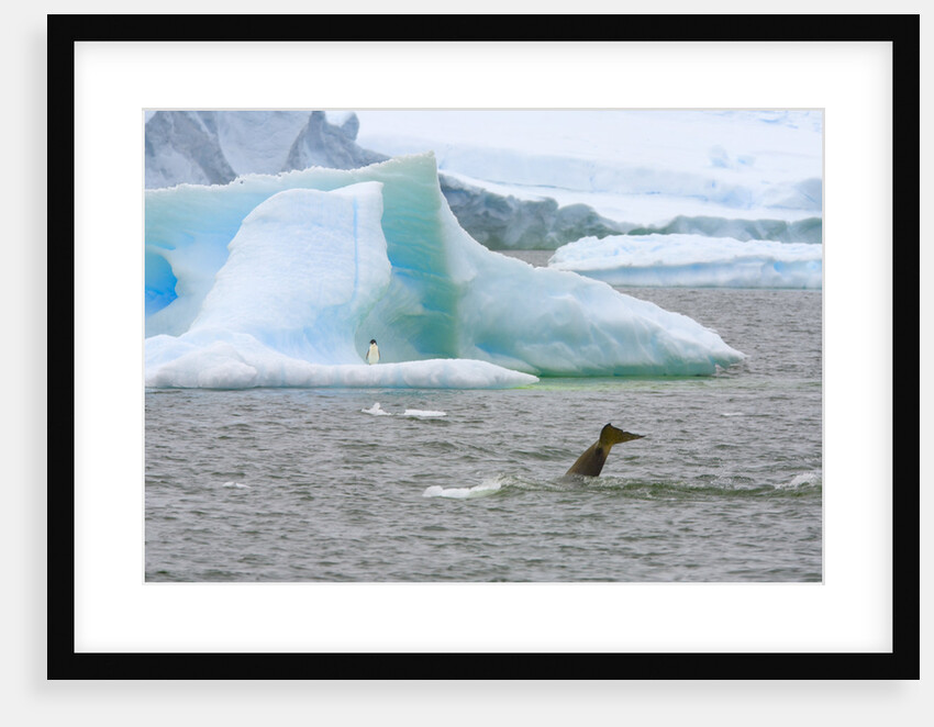 Killer Whale Diving near Penguin on Iceberg by Anonymous