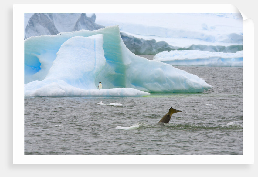 Killer Whale Diving near Penguin on Iceberg by Anonymous