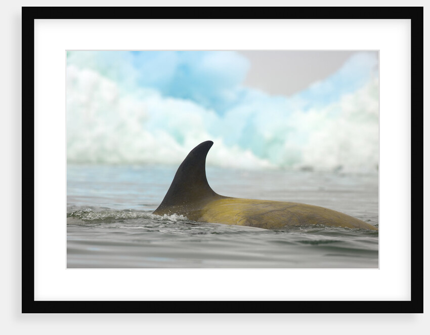 Killer Whale Swimming near Iceberg by Anonymous