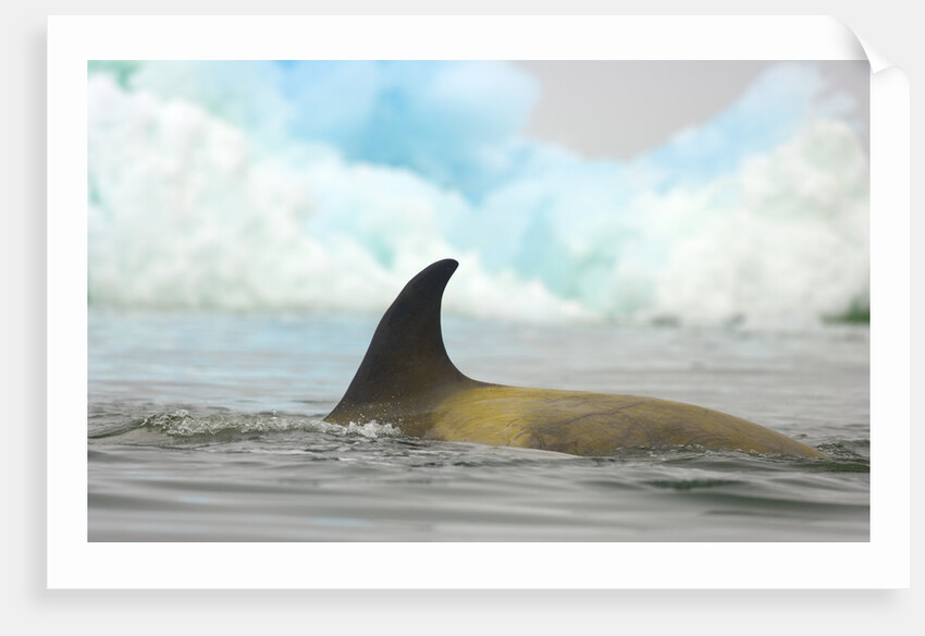 Killer Whale Swimming near Iceberg by Anonymous