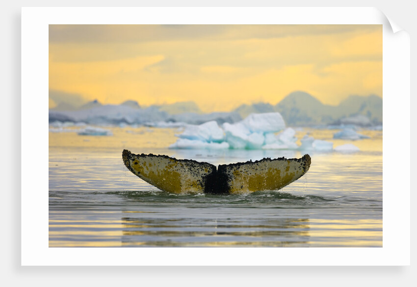 Humpback Whale Diving and Displaying Fluke by Anonymous