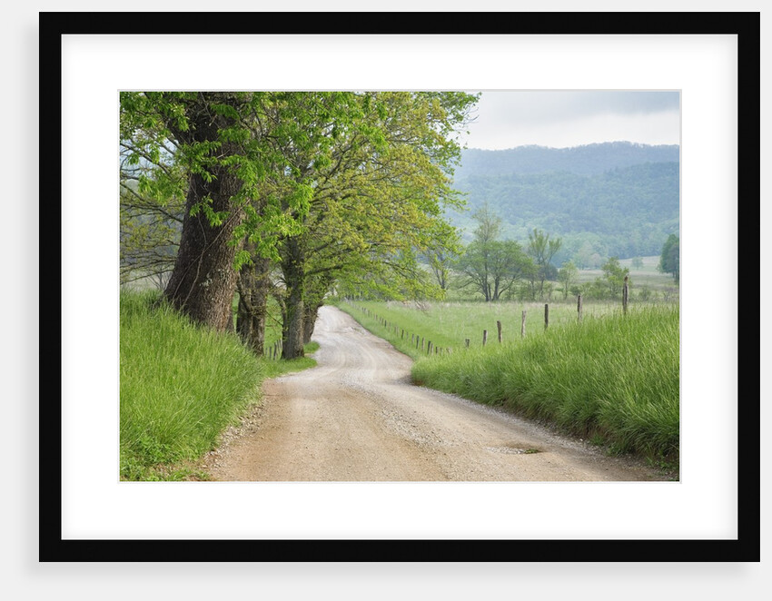 Rural Road in Cades Cove by Anonymous