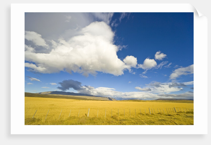Cumulus Clouds Over Golden Pampas in Chile by Anonymous