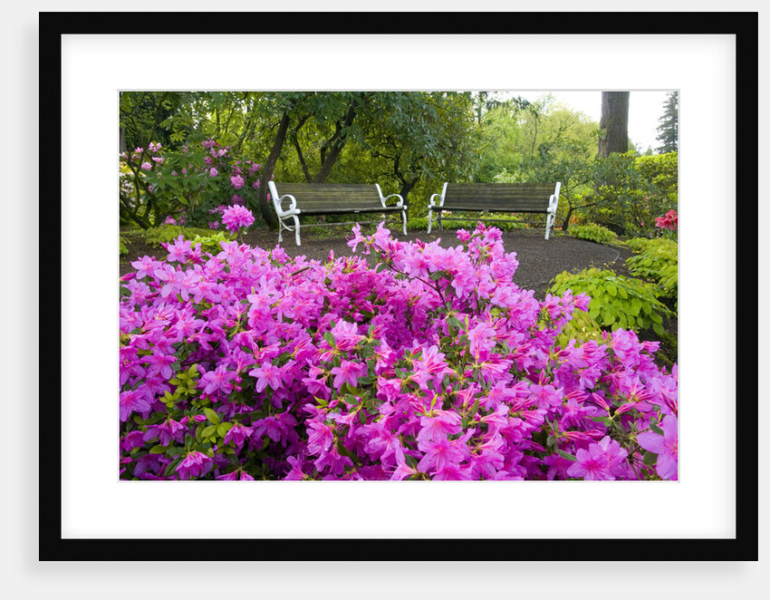 Benches Set amid Rhododendrons by Anonymous