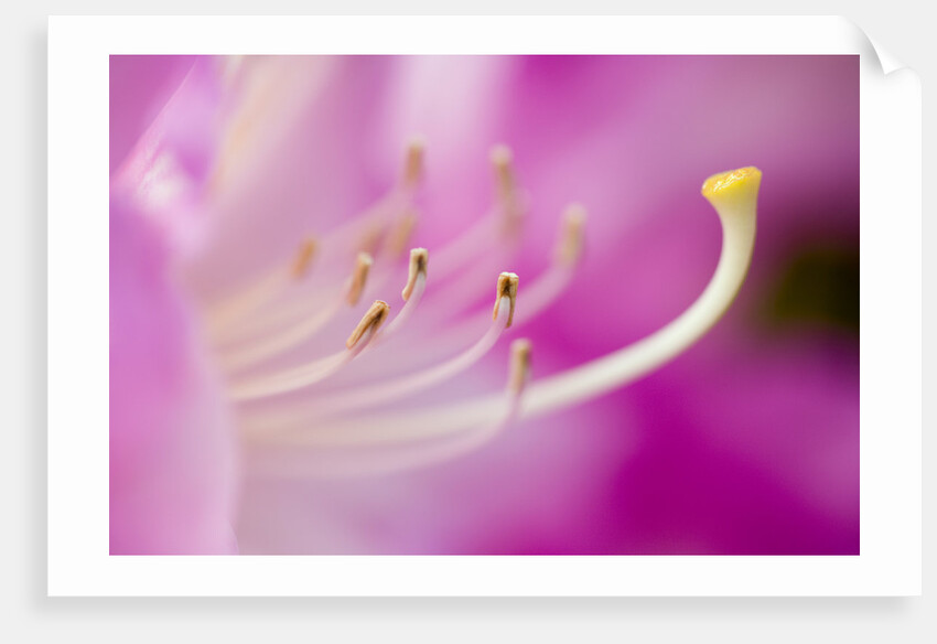 Close-up of Pink Rhododendron Bloom by Anonymous