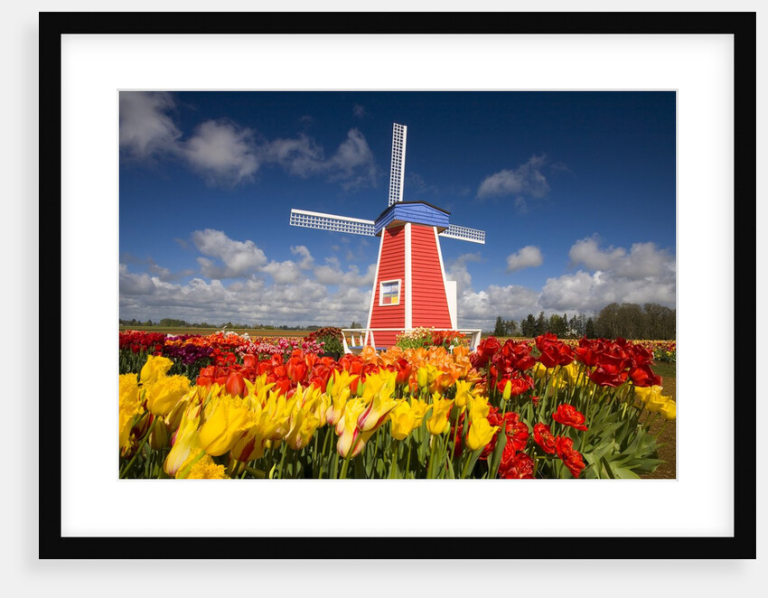 Windmill in Tulip Field by Anonymous