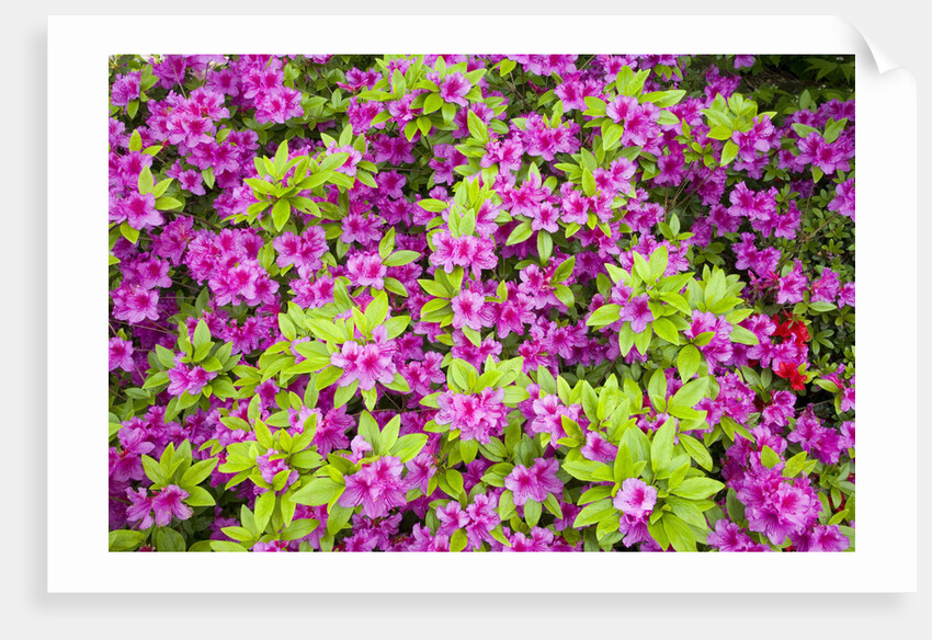 Azaleas in Bloom by Anonymous