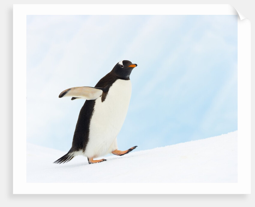 Gentoo Penguin on Iceberg in Gerlache Strait by Anonymous