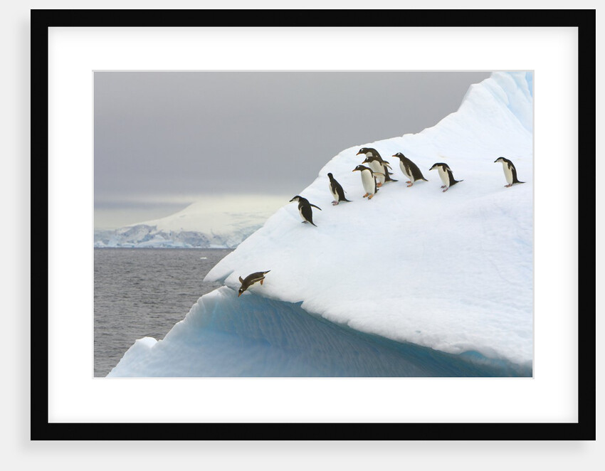 Gentoo Penguin Jumping Off Iceberg in Gerlache Strait by Anonymous