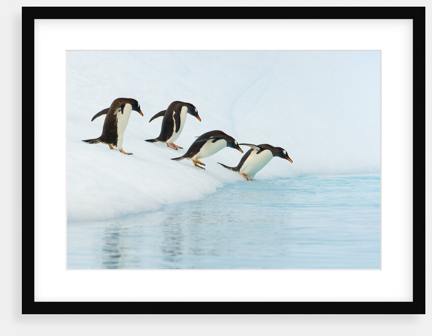 Gentoo Penguins Contemplating Jumping into Gerlache Strait by Anonymous