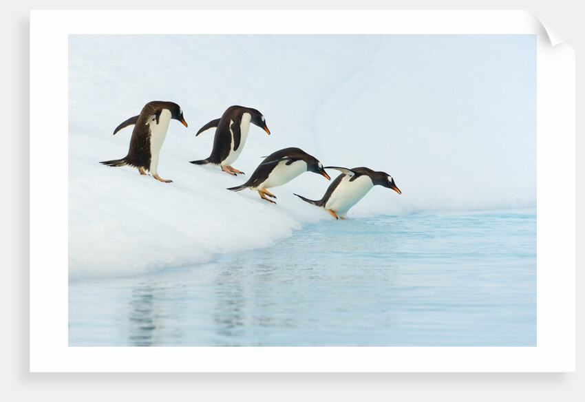 Gentoo Penguins Contemplating Jumping into Gerlache Strait by Anonymous