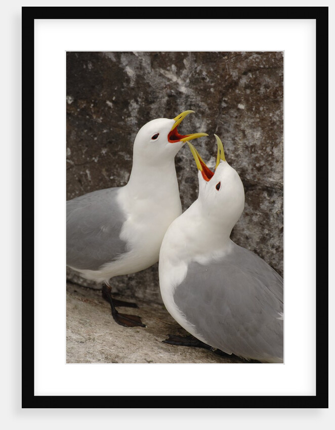 Black-legged Kittiwake Breeding Couple Greeting each Other by Anonymous