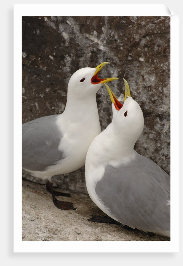 Black-legged Kittiwake Breeding Couple Greeting each Other by Anonymous