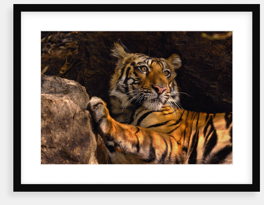Bengal Tiger Relaxing by Rocks by Anonymous