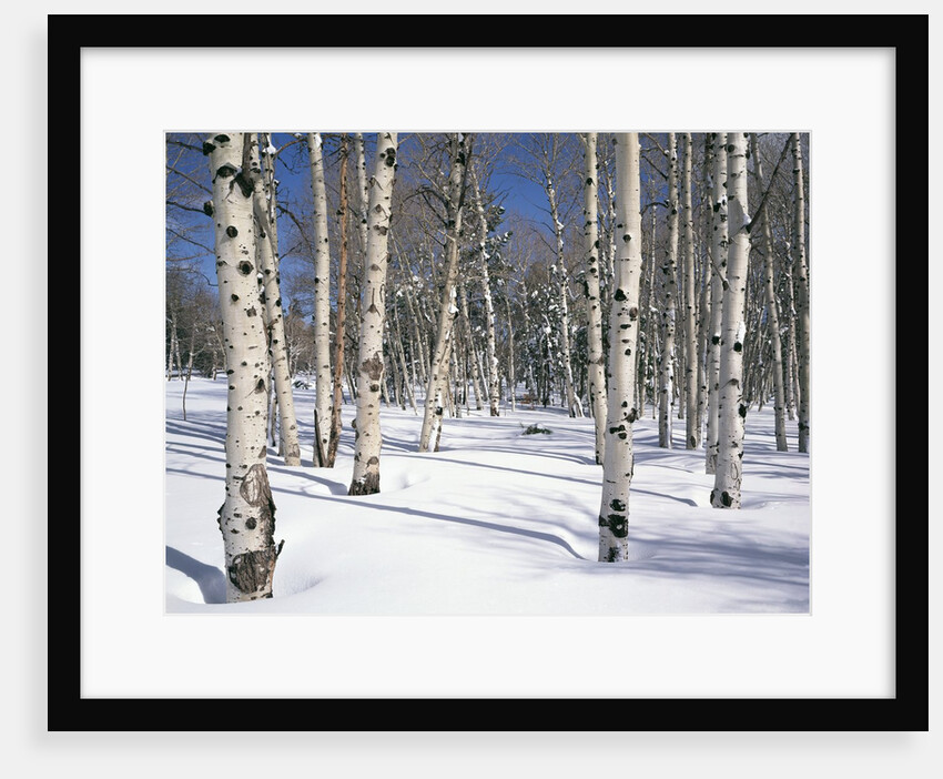 Quaking Aspens in Snow by Anonymous