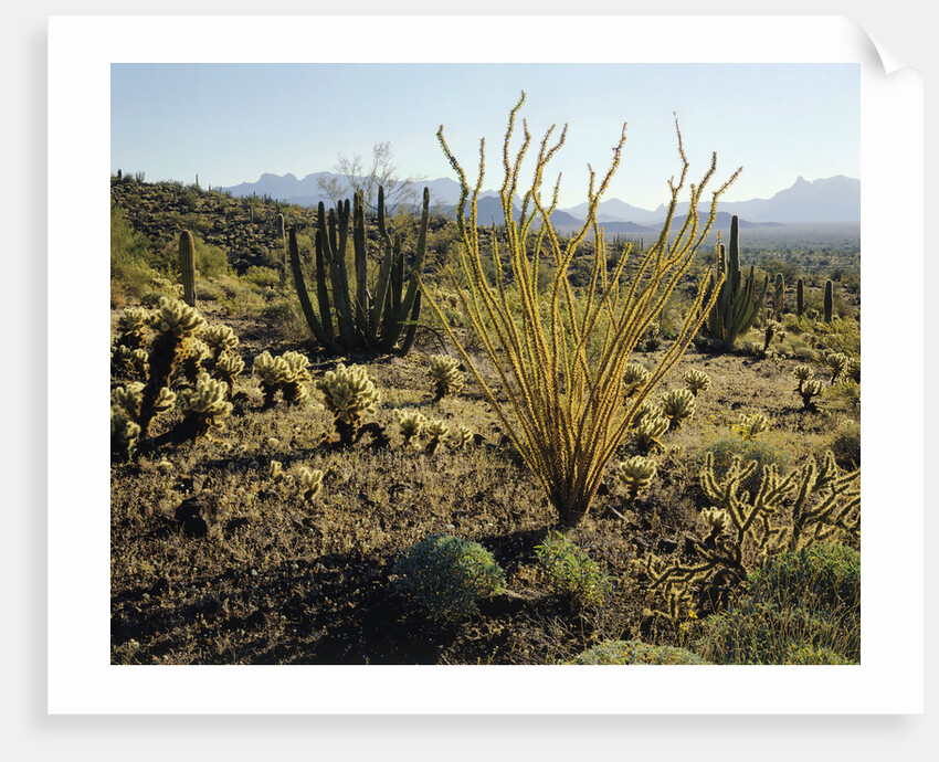 The Sonoran Desert at Sunrise by Anonymous