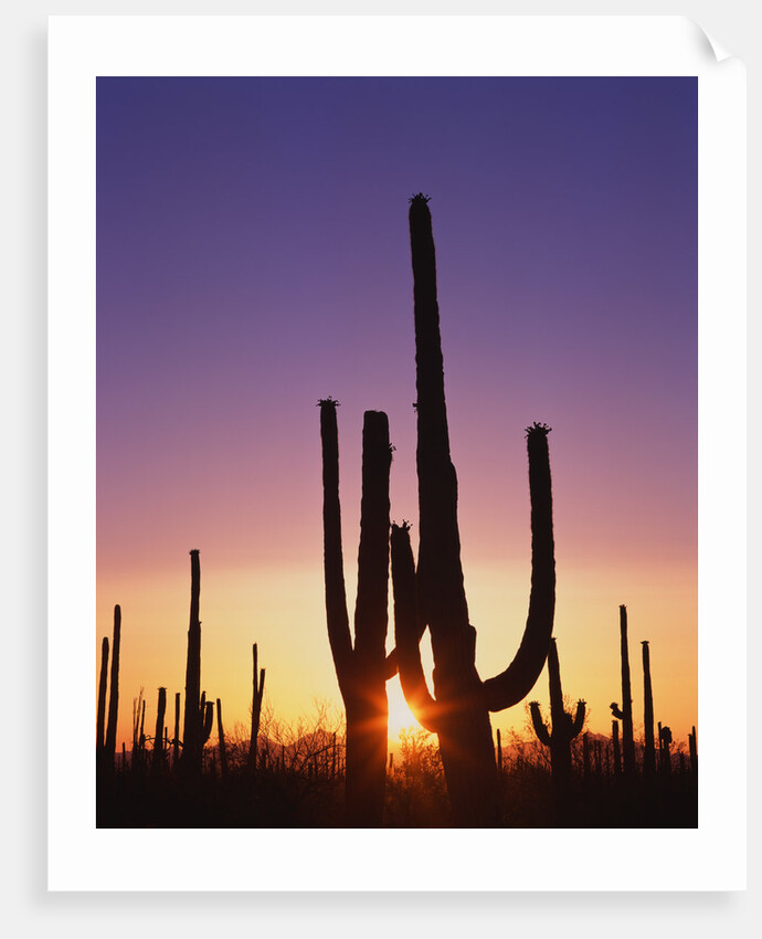 Saguaro Cacti at Sunset by Anonymous