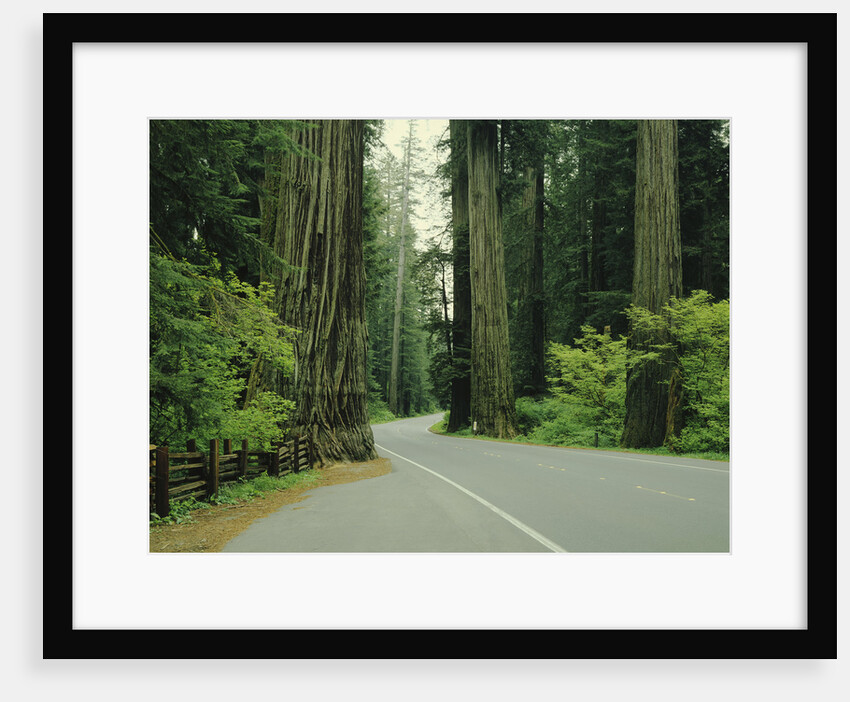 Highway 101 through Redwoods by Anonymous