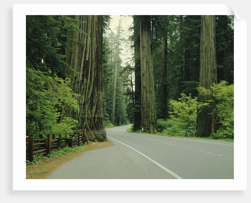 Highway 101 through Redwoods by Anonymous