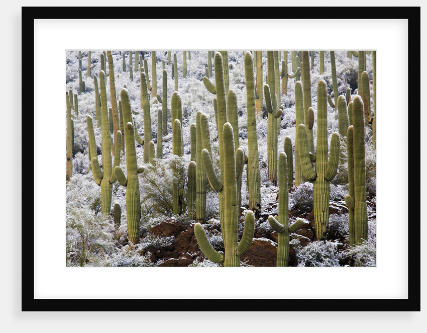Saguaro Cacti in Snow by Anonymous