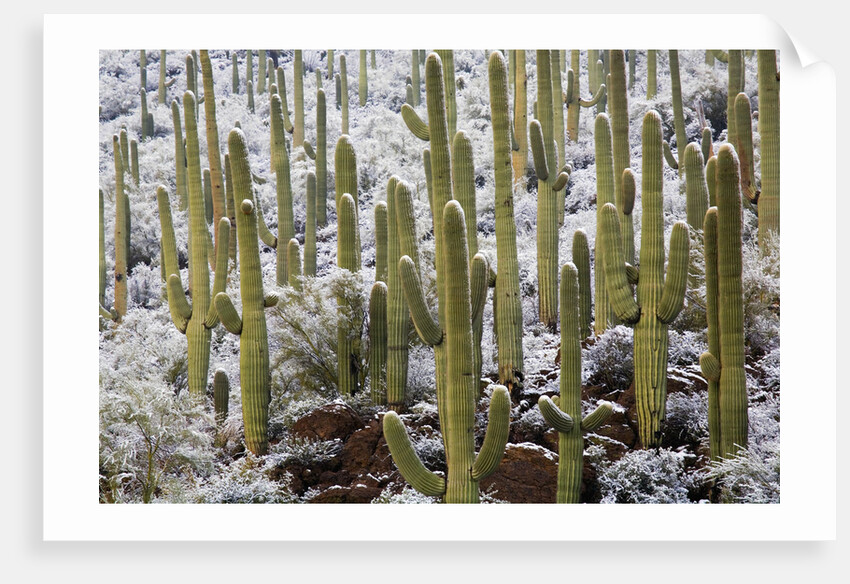 Saguaro Cacti in Snow by Anonymous