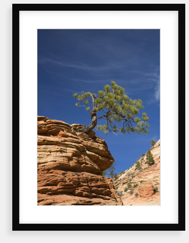 Pinyon Pine atop Sandstone Hoodoo by Anonymous