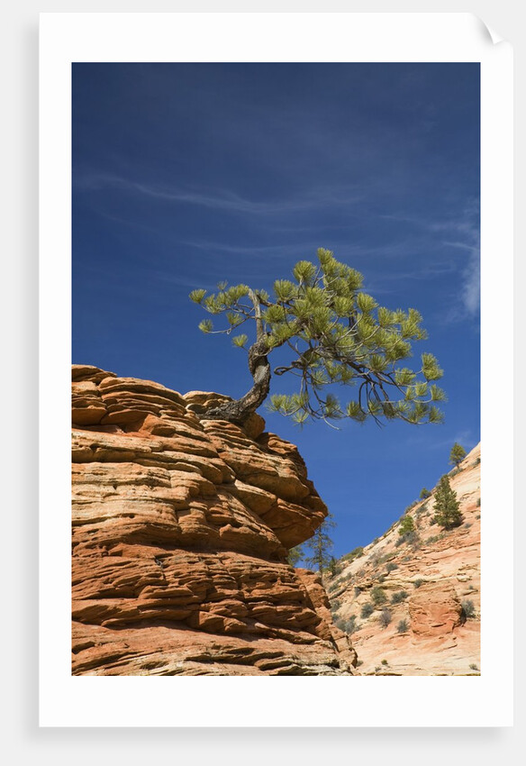Pinyon Pine atop Sandstone Hoodoo by Anonymous