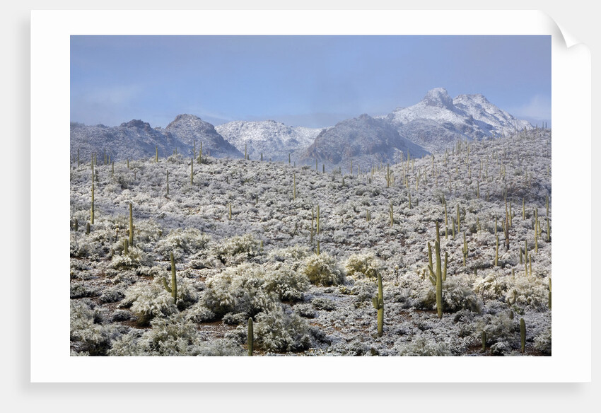 Sonoran Desert in winter by Anonymous