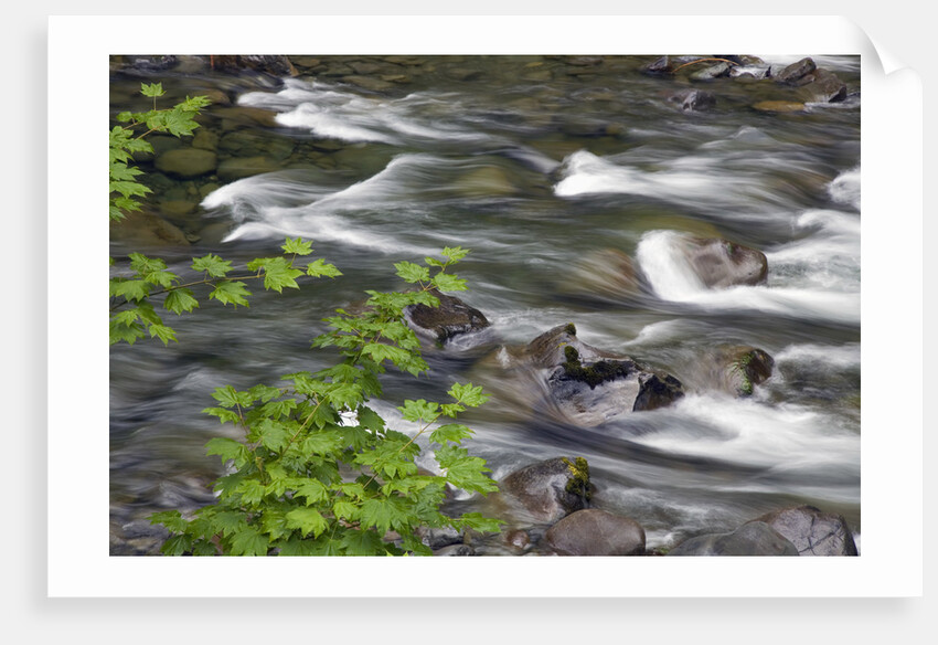 Sol Duc River Flowing over Rocks by Anonymous