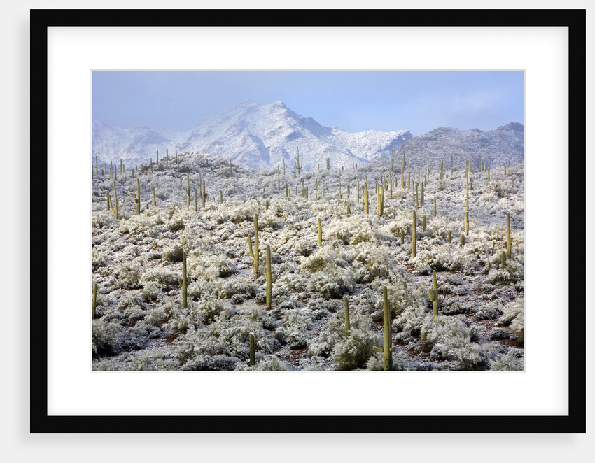 Winter in the Sonoran Desert by Anonymous