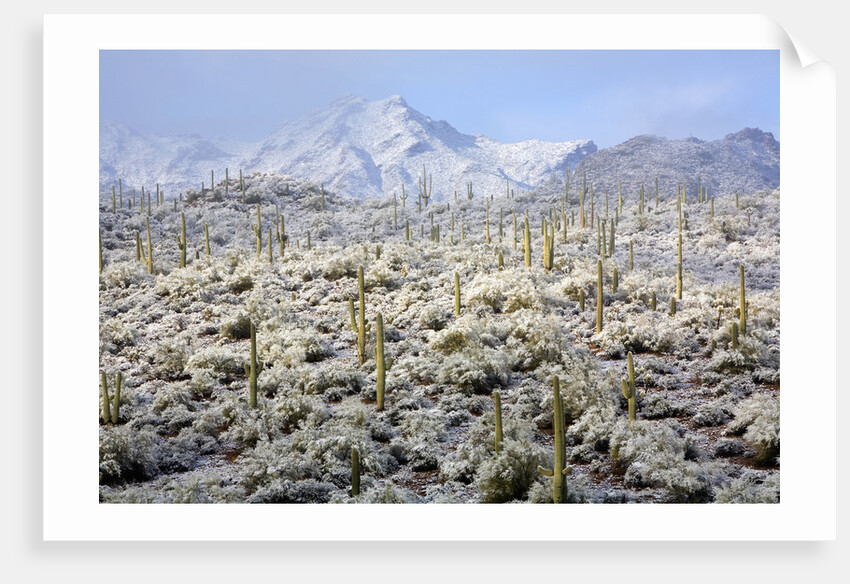 Winter in the Sonoran Desert by Anonymous