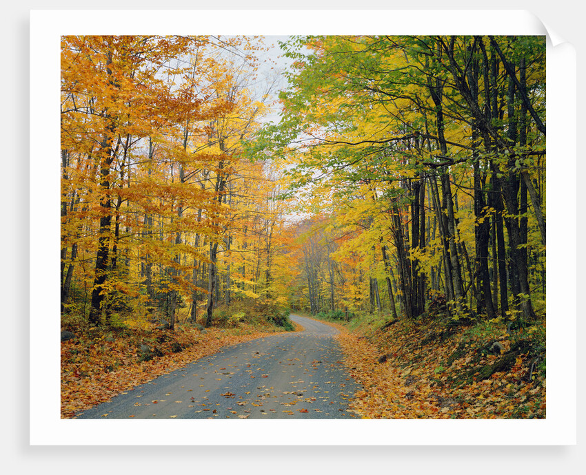 Country Road through Forest in Autumn by Anonymous
