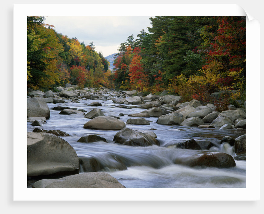 Swift River Flowing through Forest in Autumn by Anonymous