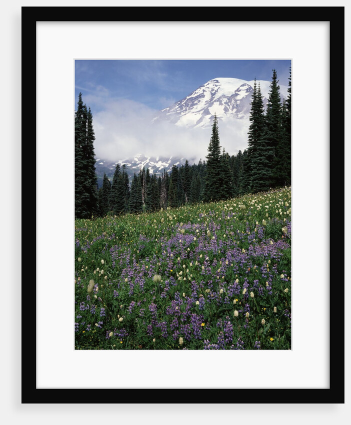 Wildflowers in Meadow Below Mt. Rainier by Anonymous