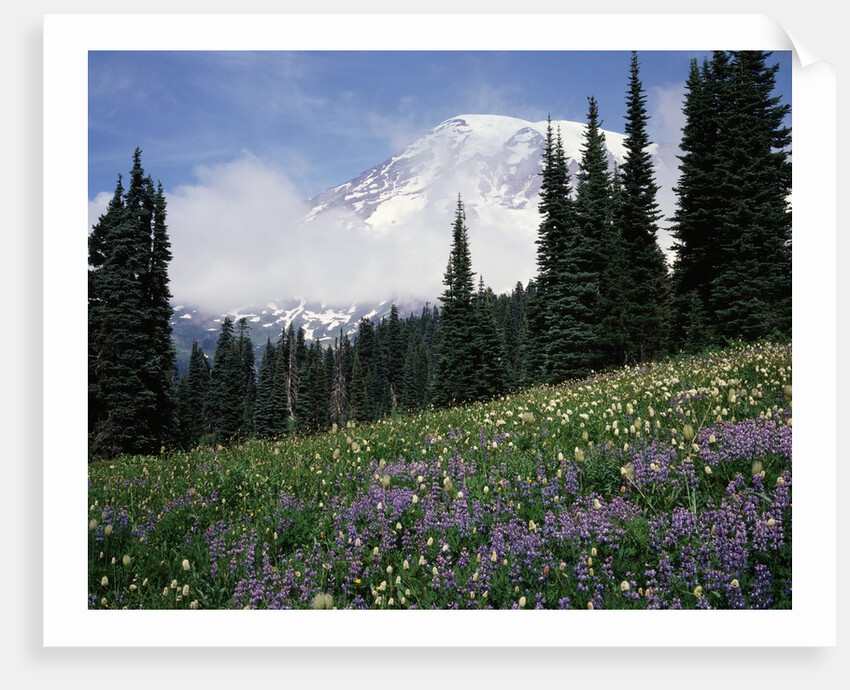 Wildflowers at Paradise Meadow by Anonymous