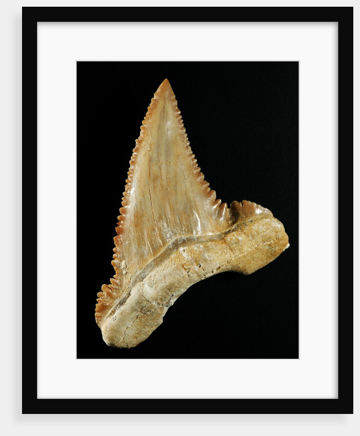 Tooth from Great White Shark by Anonymous